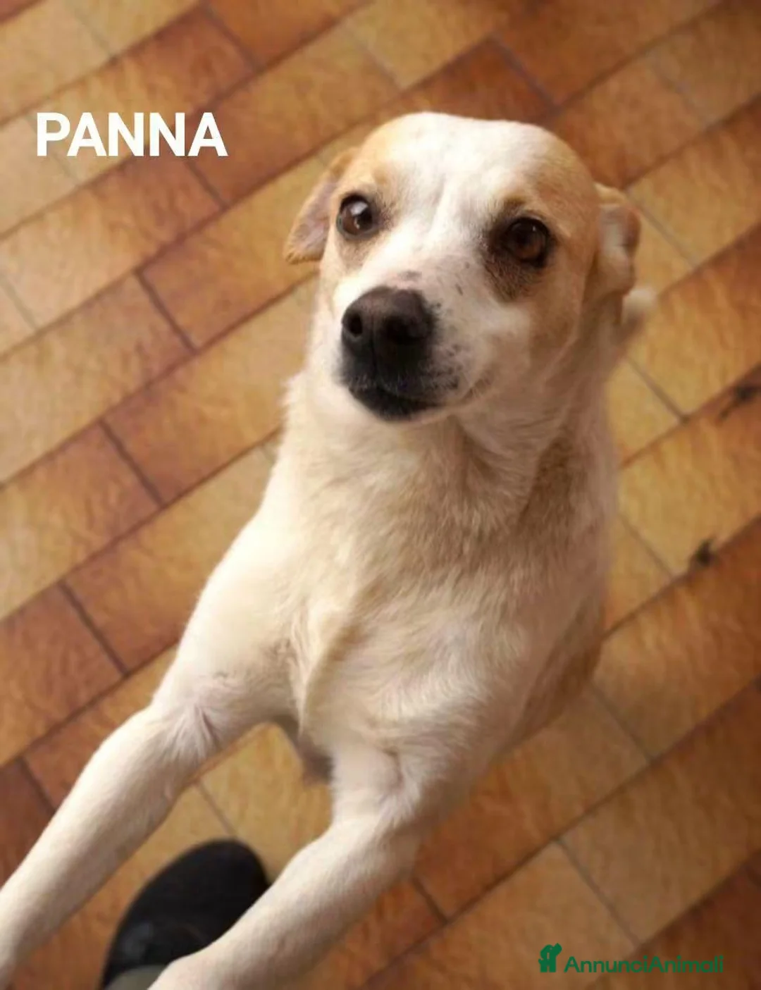 Meticcio cani in regalo: Panna, piccola canetta cerca famiglia  - Annuncio 2
