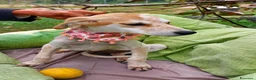 Meticcio cani in regalo: Wendy, deliziosa, dolce, 9 chili  - Annuncio 2
