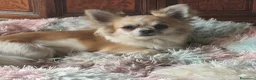 Chihuahua cani in vendita: Ultime 3 meraviglie a pelo lungo  - Annuncio 2