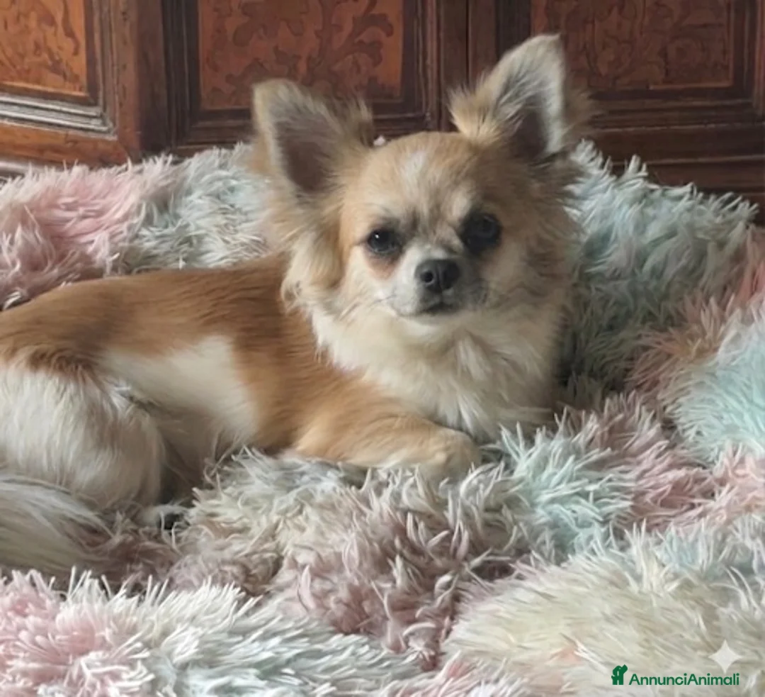 Chihuahua cani in vendita: Ultime 3 meraviglie a pelo lungo  - Annuncio 2