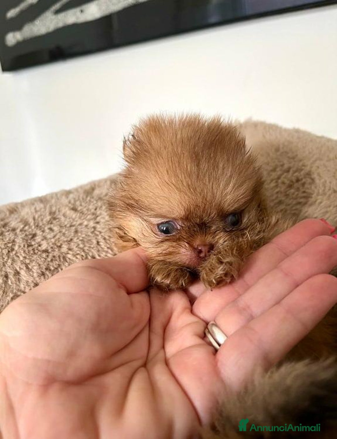 Volpino Pomerania cani in vendita: Cuccioli di Pomerania!  - Annuncio 2