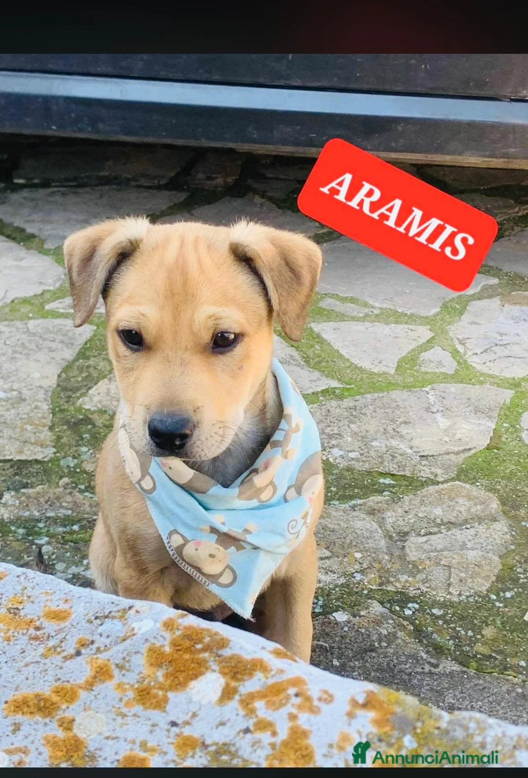 Meticcio cani in regalo: Storia a Provincia di Arezzo - Annuncio 2