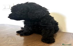 Barboncino cani in vendita: BARBONCINO a Provincia di Latina - Immagine 2