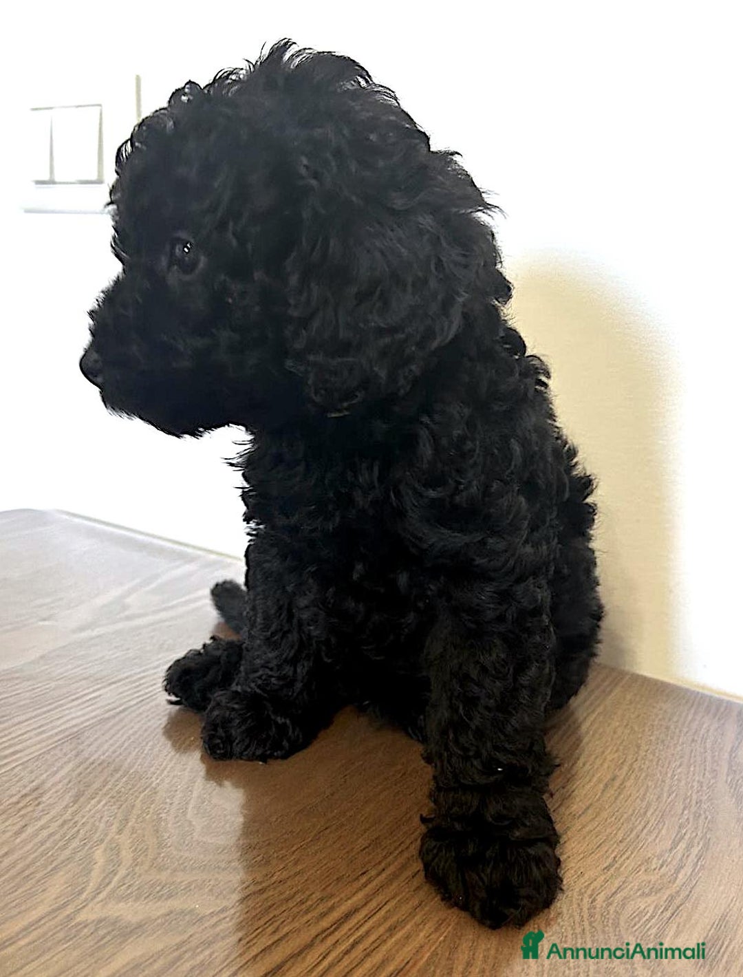 Barboncino cani in vendita: BARBONCINO a Provincia di Latina - Immagine 2
