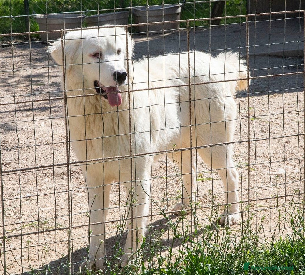 Meticcio cani NASINO A CUORE : IL DOLCISSIMO OSLO a Provincia di Frosinone - Annuncio 2