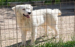 Meticcio cani in regalo: NASINO A CUORE : IL DOLCISSIMO OSLO a Provincia di Frosinone - Immagine 2