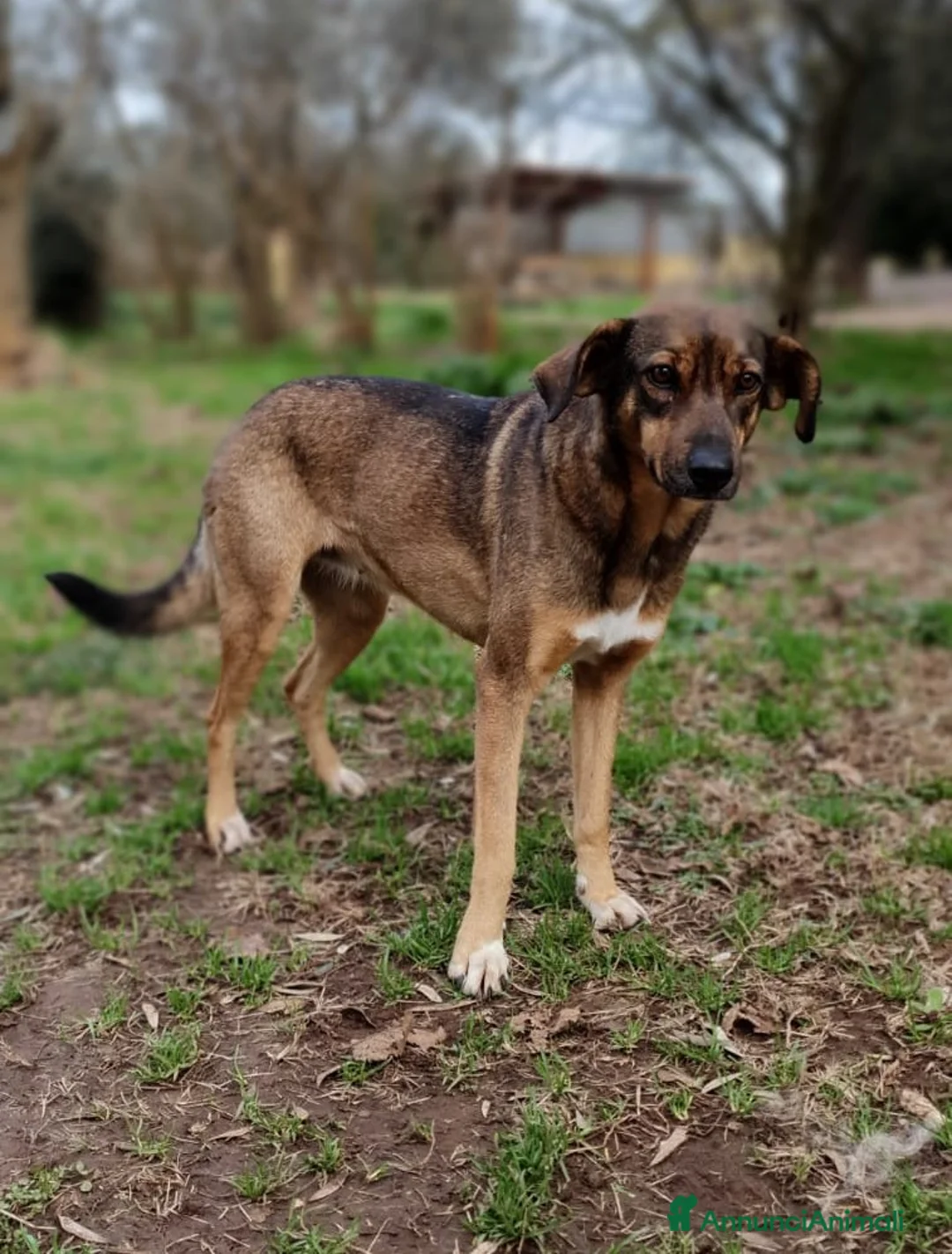 Meticcio cani in regalo: MINA,una vita difficile da raccontare a Pomezia - Annuncio 4