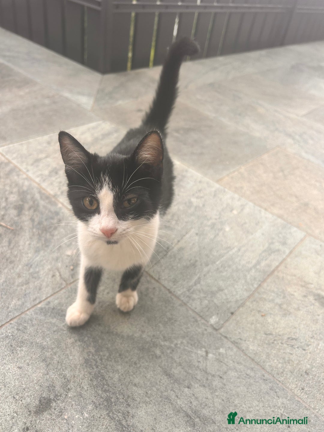 Meticcio gatti in regalo: Regalo gattini  - Annuncio 3