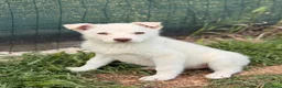 Meticcio cani in regalo: La piccola Falena  - Annuncio 8