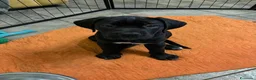 Cane Corso cani in vendita: Cane Corso con Pedigree - Annuncio 4