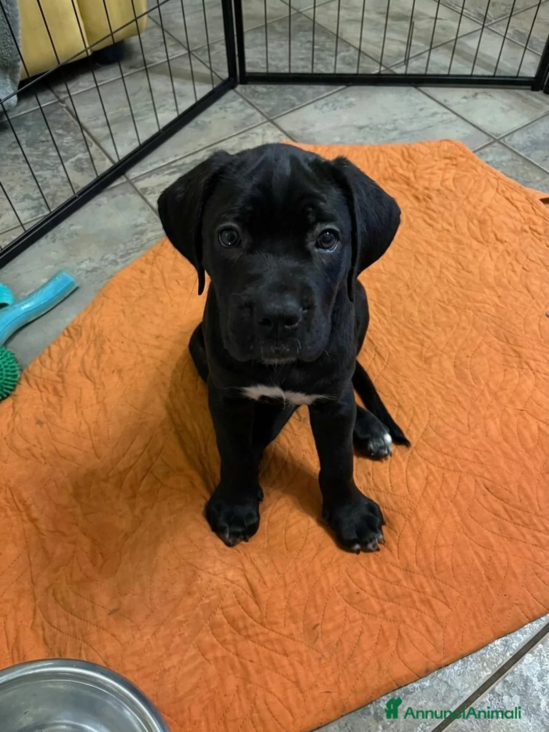 Cane Corso cani in vendita: Cane Corso con Pedigree - Annuncio 4