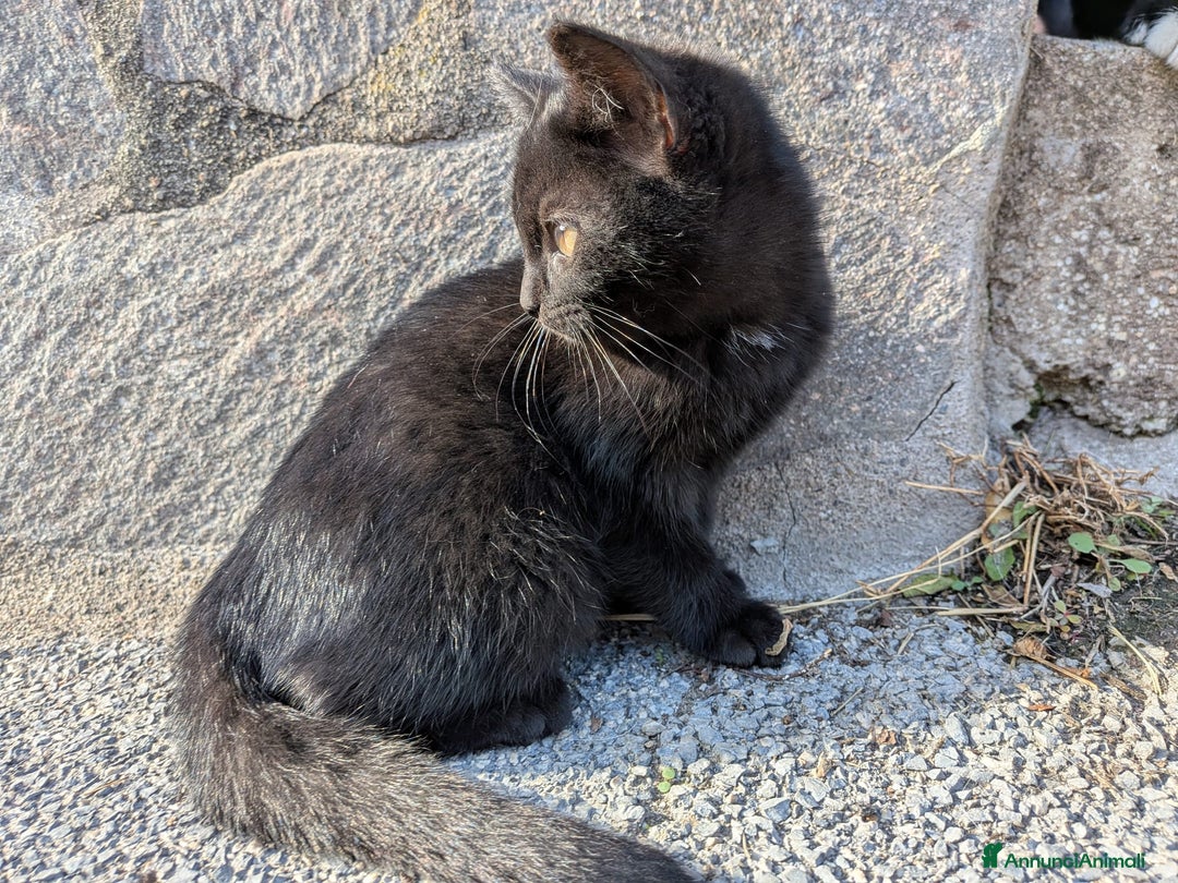 Europeo gatti in regalo: Dolcissime gattine cercano famiglia amorevole - Annuncio 2