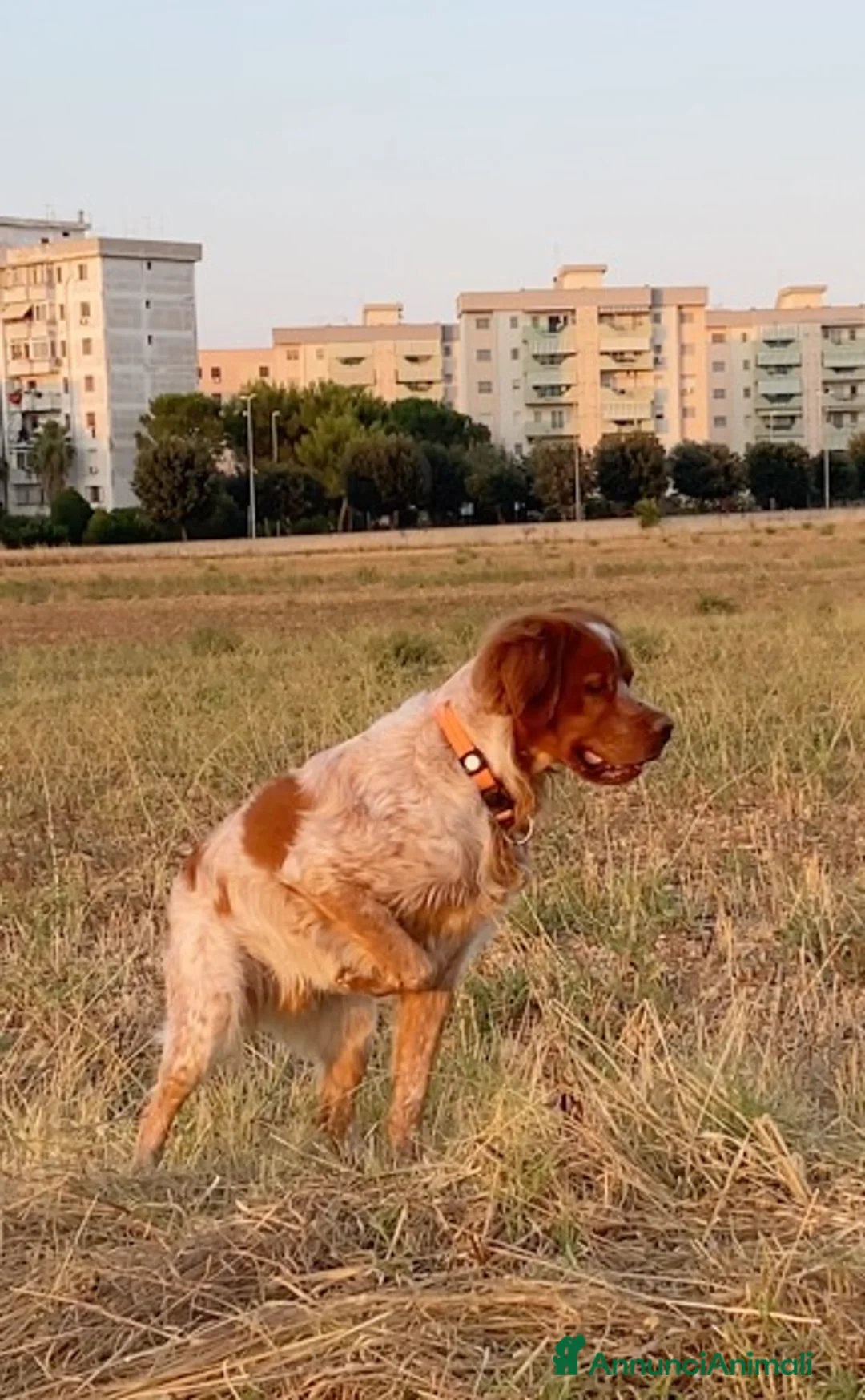 Breton cani per accoppiamento: ACCOPPIAMENTO a Provincia di Taranto - Annuncio 2