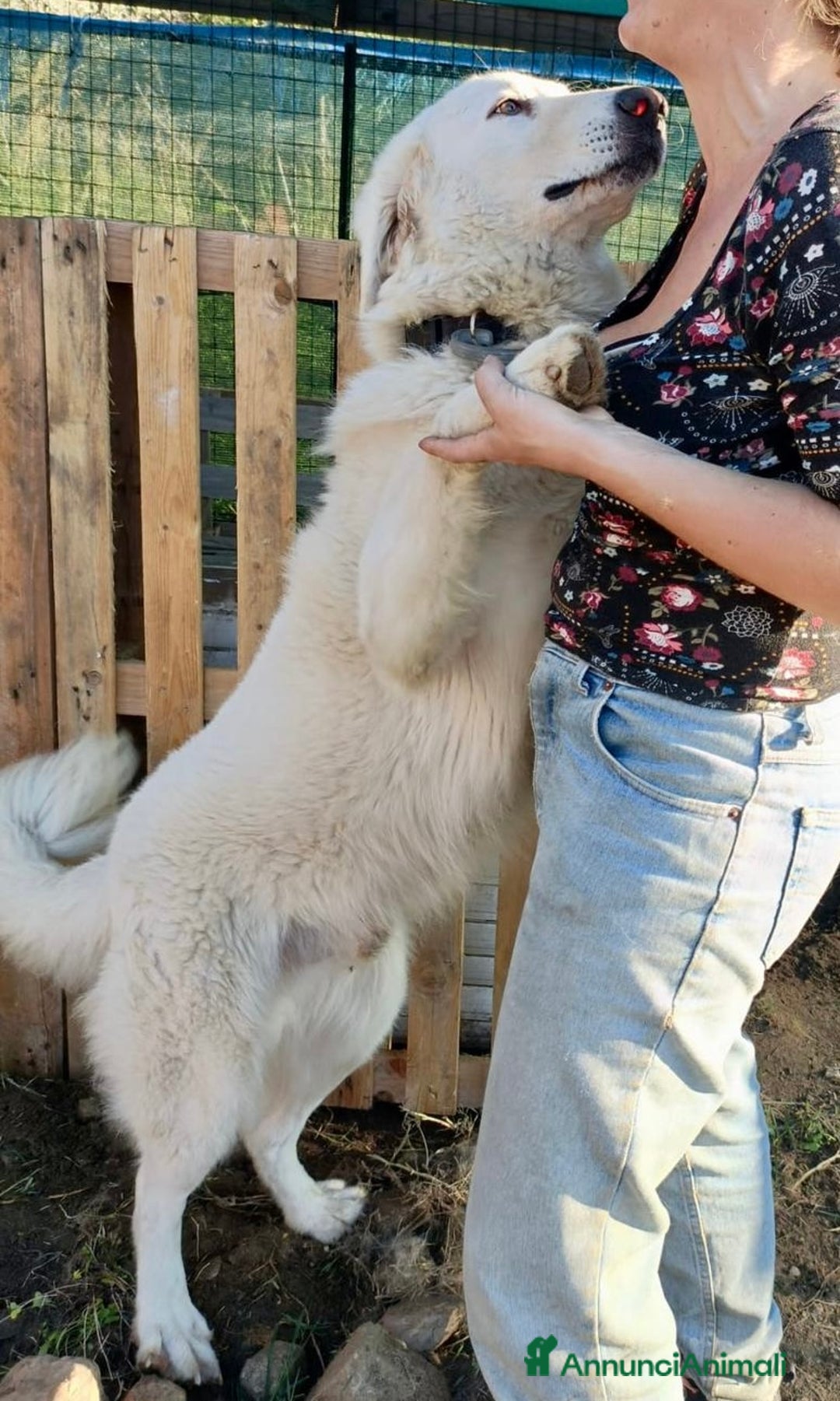 Pastore Maremmano cani in regalo: Tony dolce Angelo di 4 anni sogna la libertà  - Annuncio 3