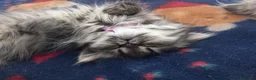 Persiano gatti in vendita: Femminuccia di persiano a pelo lungo - Annuncio 1