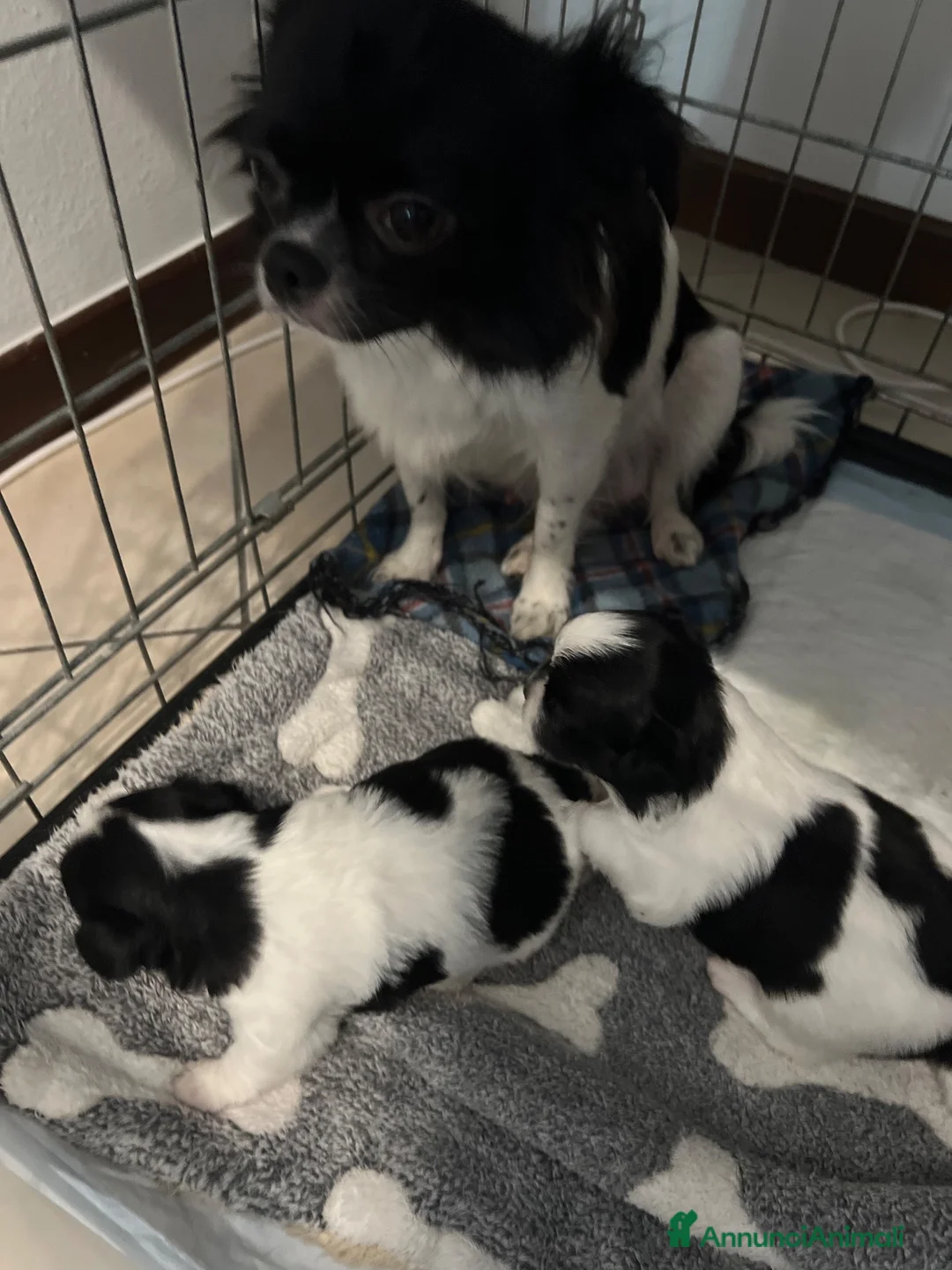 Chihuahua cani in vendita: Chihuahua pelo lungo pedigree  - Annuncio 7