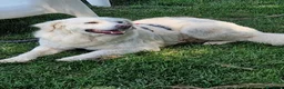 Meticcio cani in regalo: Fatima dolcissima e bravissima con tutti a Città Metropolitana di Firenze - Annuncio 9