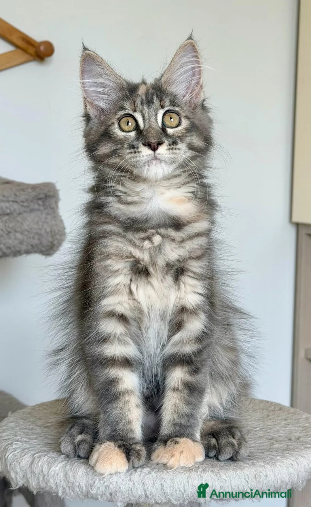 Maine Coon gatti in vendita: Cuccioli maine coon con pedigree - Annuncio 2