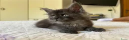 Maine Coon gatti in vendita: Maine Coon cucciolo pedigree ANFI - Annuncio 22