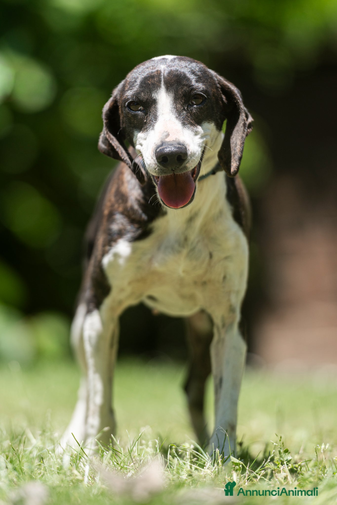 Meticcio cani LA DOLCE RUGHETTA HA BISOGNO DI UNA CASA - Annuncio 6