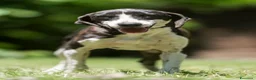 Meticcio cani in regalo: LA DOLCE RUGHETTA HA BISOGNO DI UNA CASA - Annuncio 1