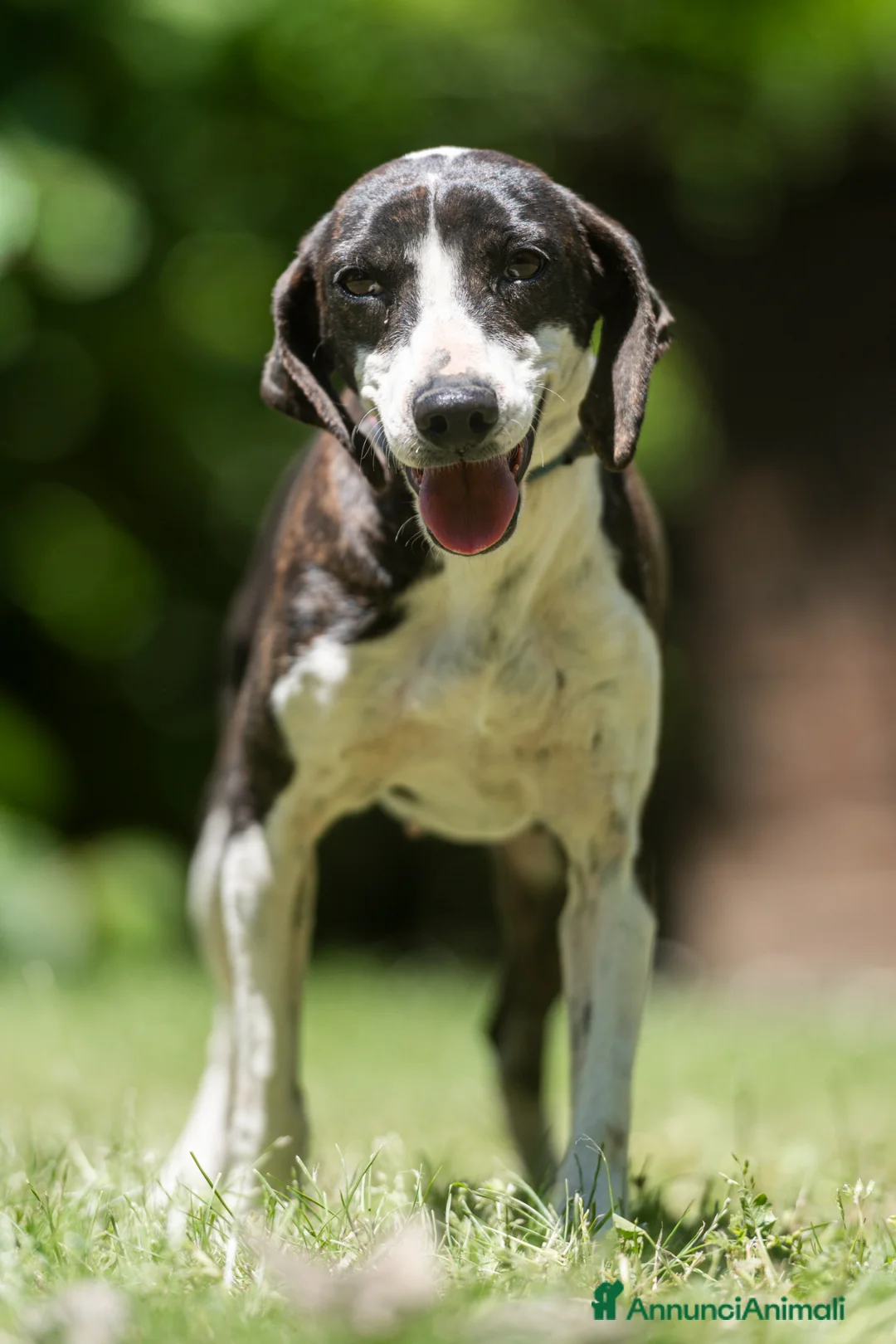 Meticcio cani in regalo: LA DOLCE RUGHETTA HA BISOGNO DI UNA CASA - Annuncio 1