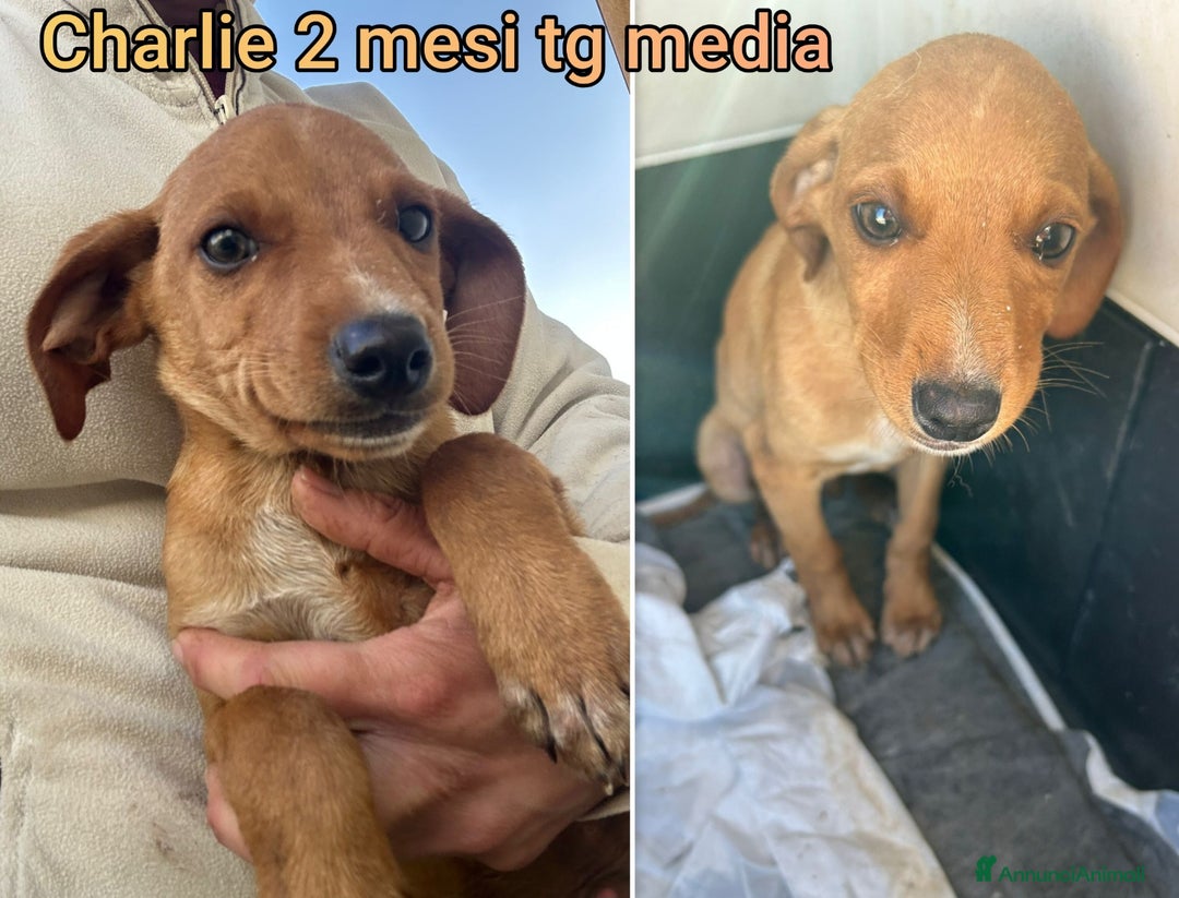 Meticcio cani in regalo: CUCCIOLI ABBANDONATI: URGENTE  - Annuncio 7