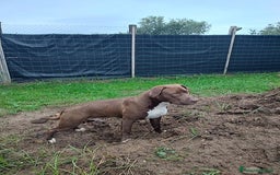 Bull Terrier cani in regalo: APACHE, cucciolo di American Pit Bull Terrier a Provincia di Latina - Immagine 3