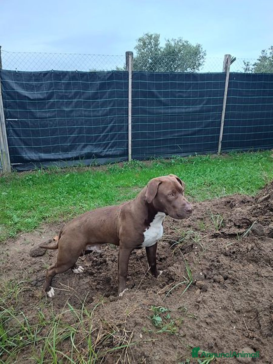 Bull Terrier cani in regalo: APACHE, cucciolo di American Pit Bull Terrier a Provincia di Latina - Immagine 3