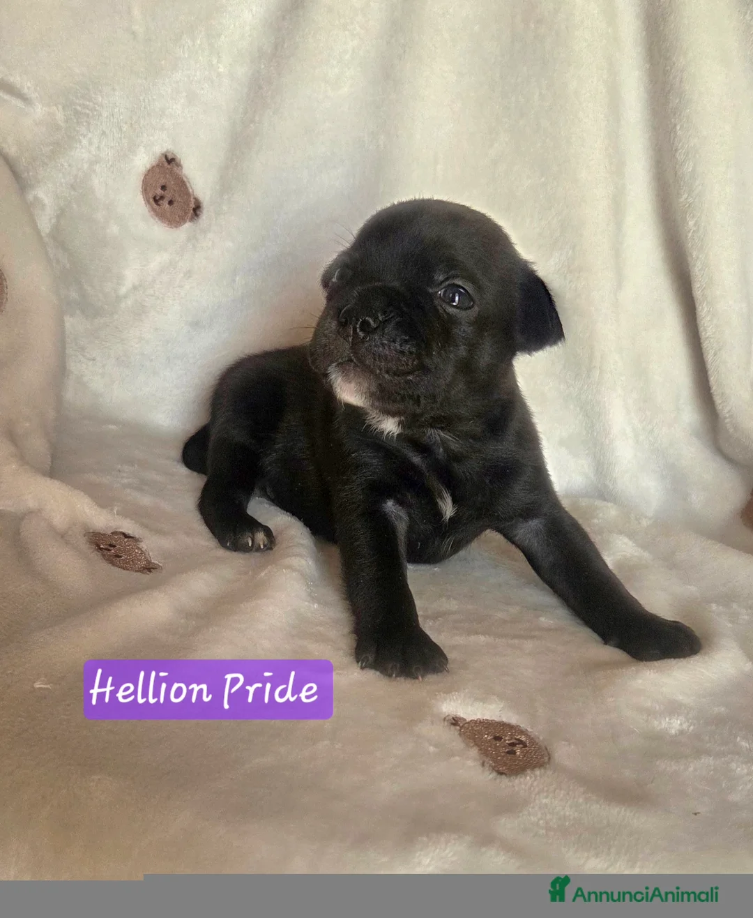 Staffordshire cani in vendita: Staffordshire bull terrier cuccioli  - Annuncio 2