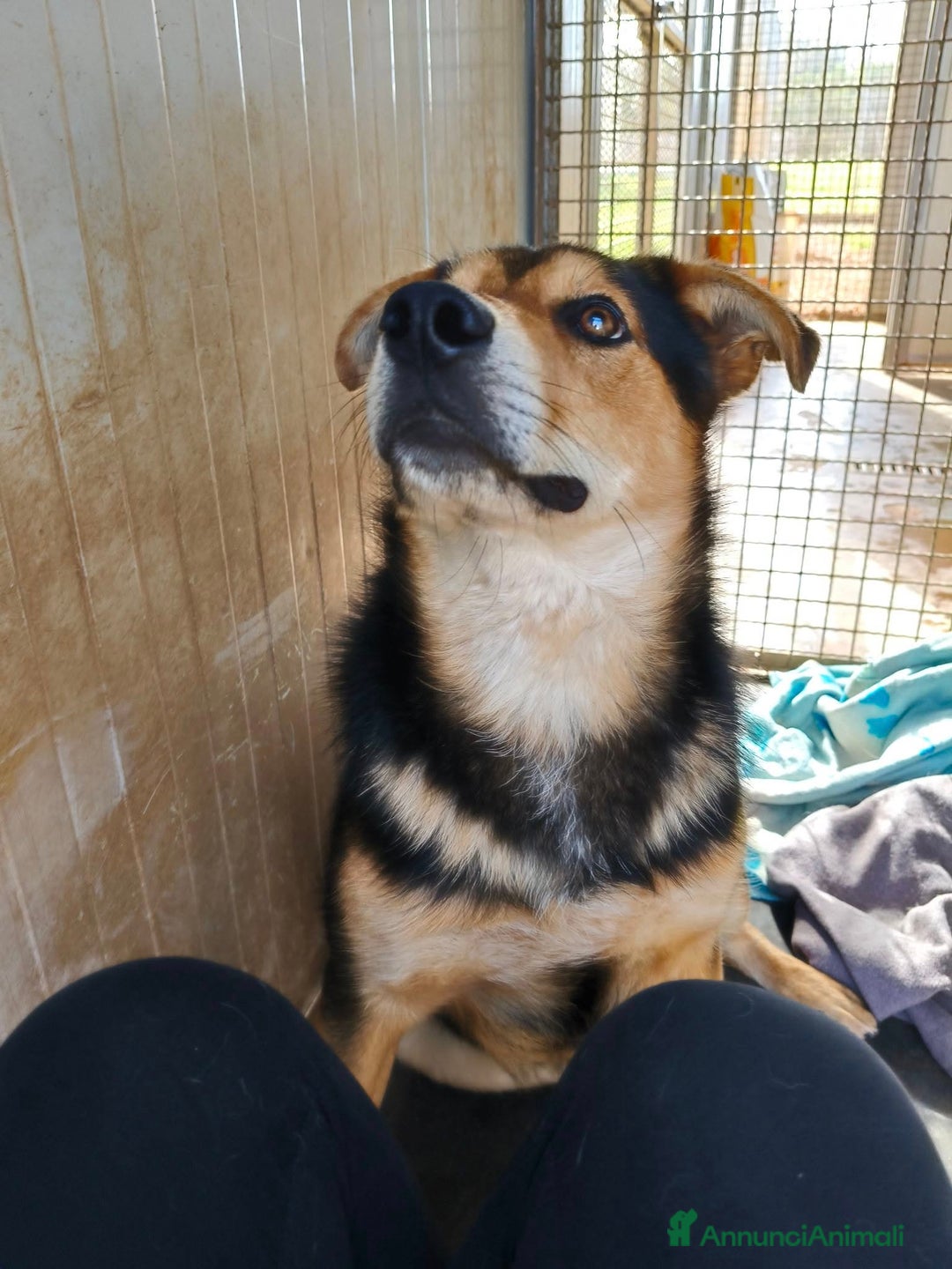 Meticcio cani in regalo: MILO CAGNOLINO PERFETTO - Annuncio 2