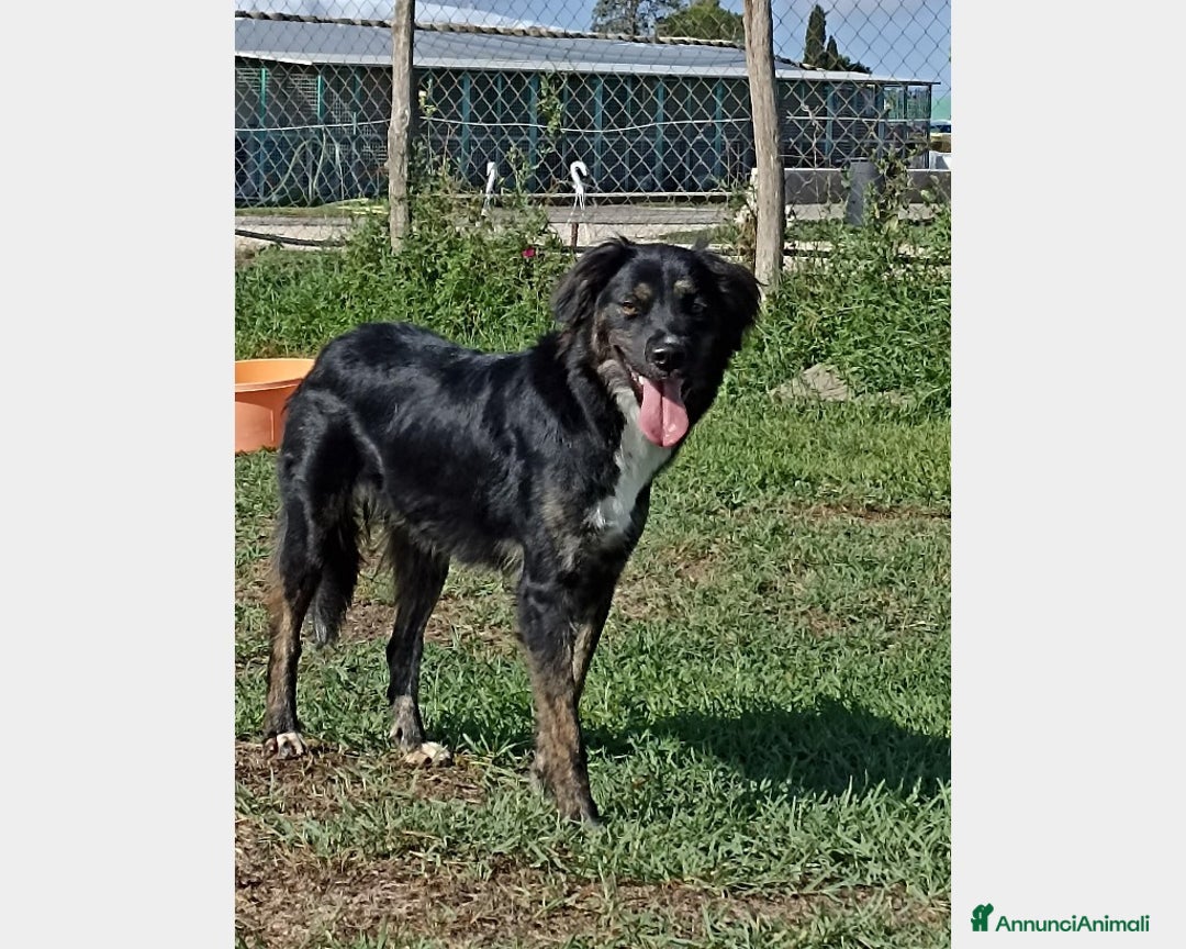 Meticcio cani in regalo: Tramontana, un concentrato di bellezza ed energia  a Latina - Annuncio 2