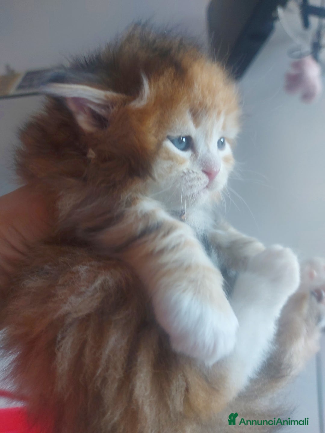 Siberiano gatti in vendita: Cuccioli di gatto Siberiano Certificati  - Annuncio 3