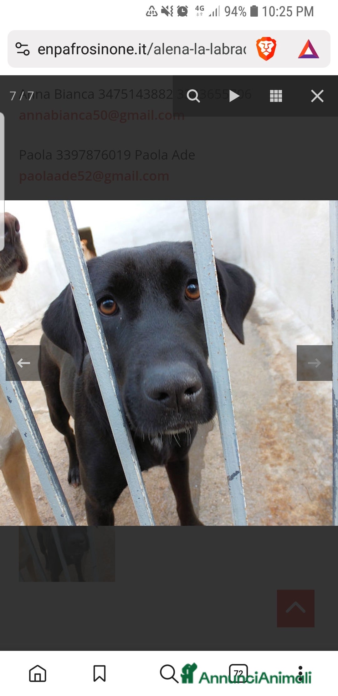 Labrador cani in regalo: ADOZ.DEL CUORE:scaricata instrada da 2 anni in box - Annuncio 3