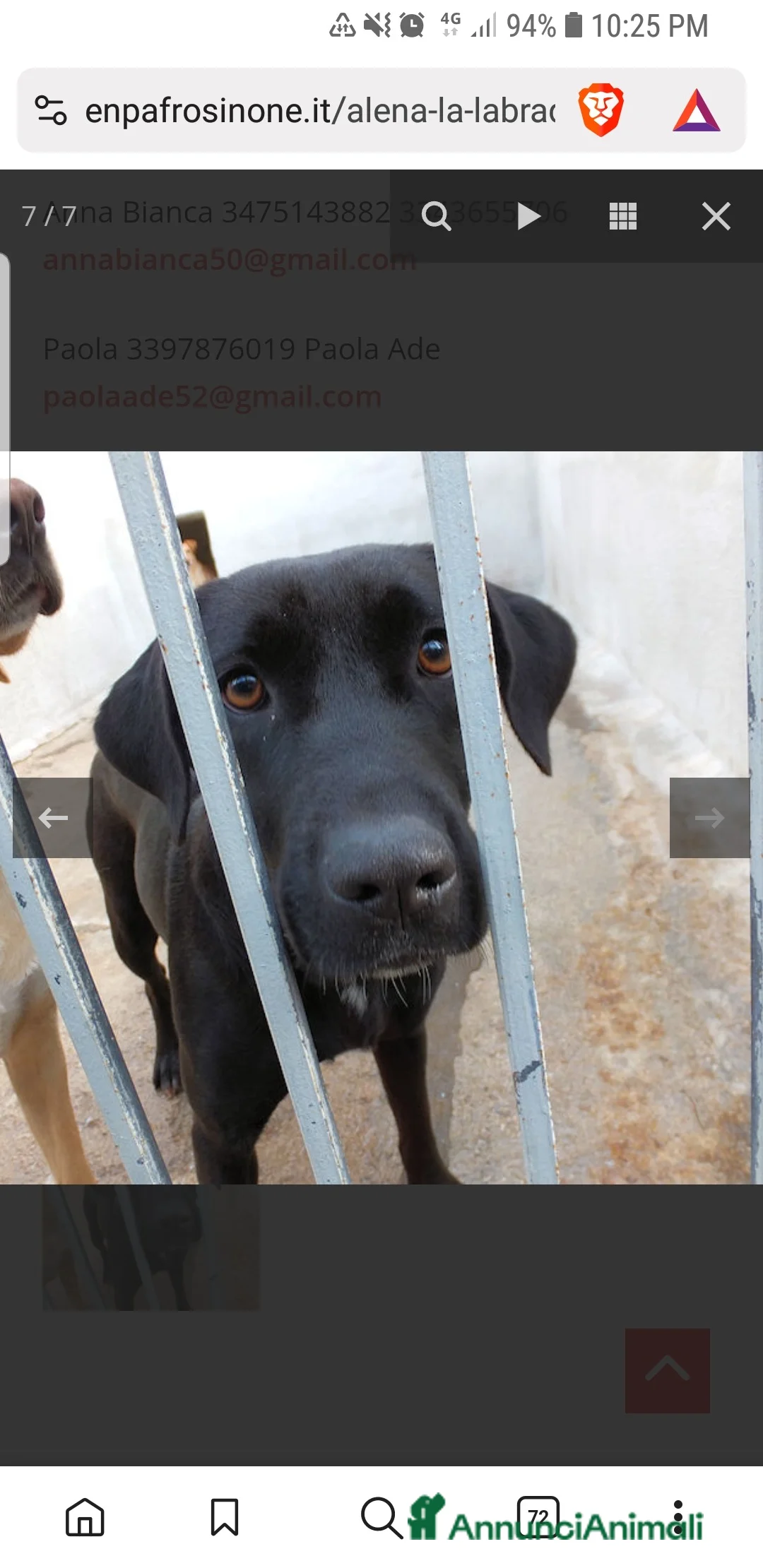 Labrador cani in regalo: ADOZ.DEL CUORE:scaricata instrada da 2 anni in box - Annuncio 3