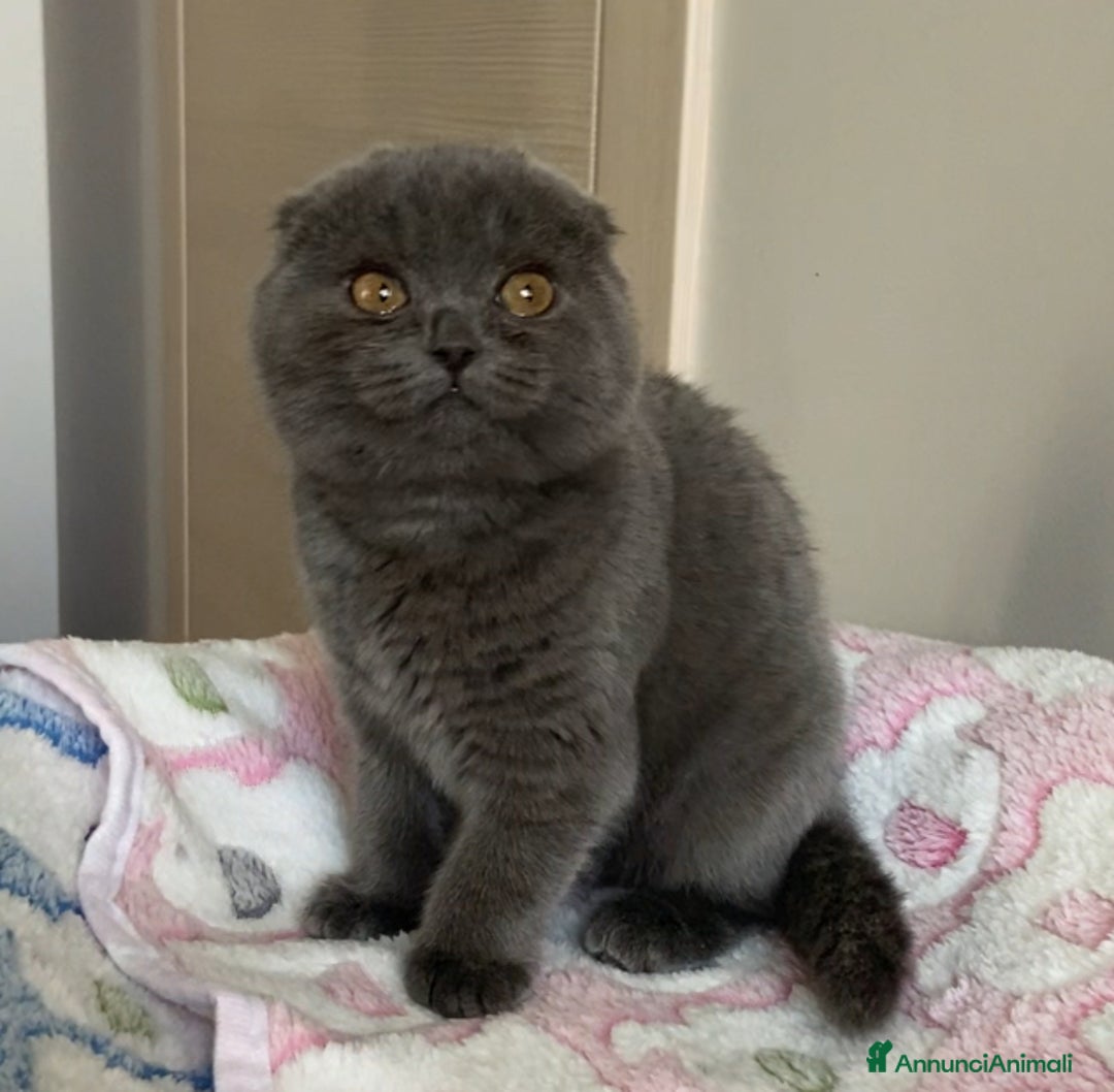 Scottish gatti in vendita: Scottish straight e fold - Annuncio 7