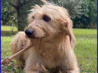 Spinone cani GIACOMO, 4 ANNI, E' PRONTO PER UNA FAMIGLIA TUTTA - Annuncio 1