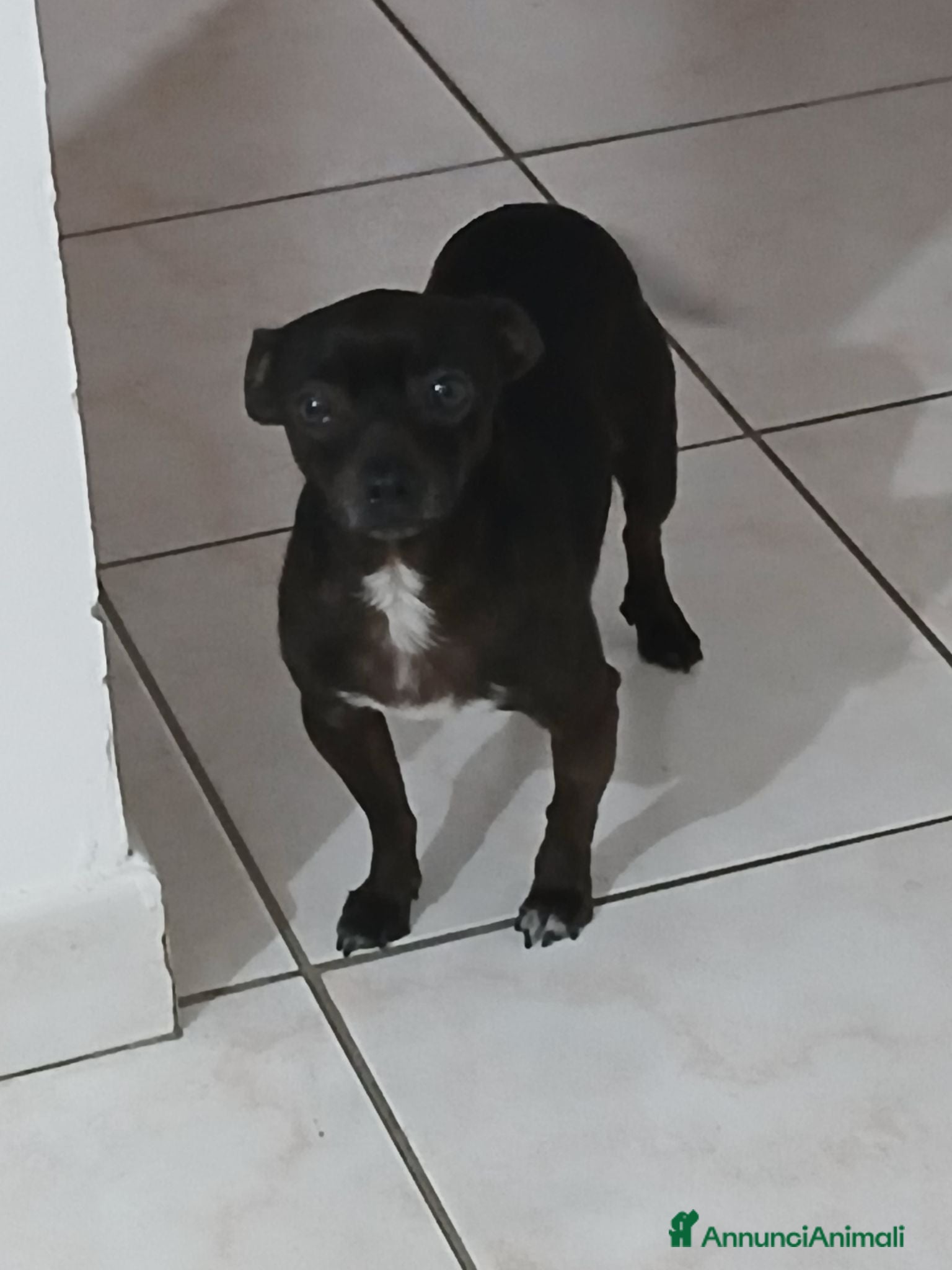 Meticcio cani Cerco casa - Annuncio 1