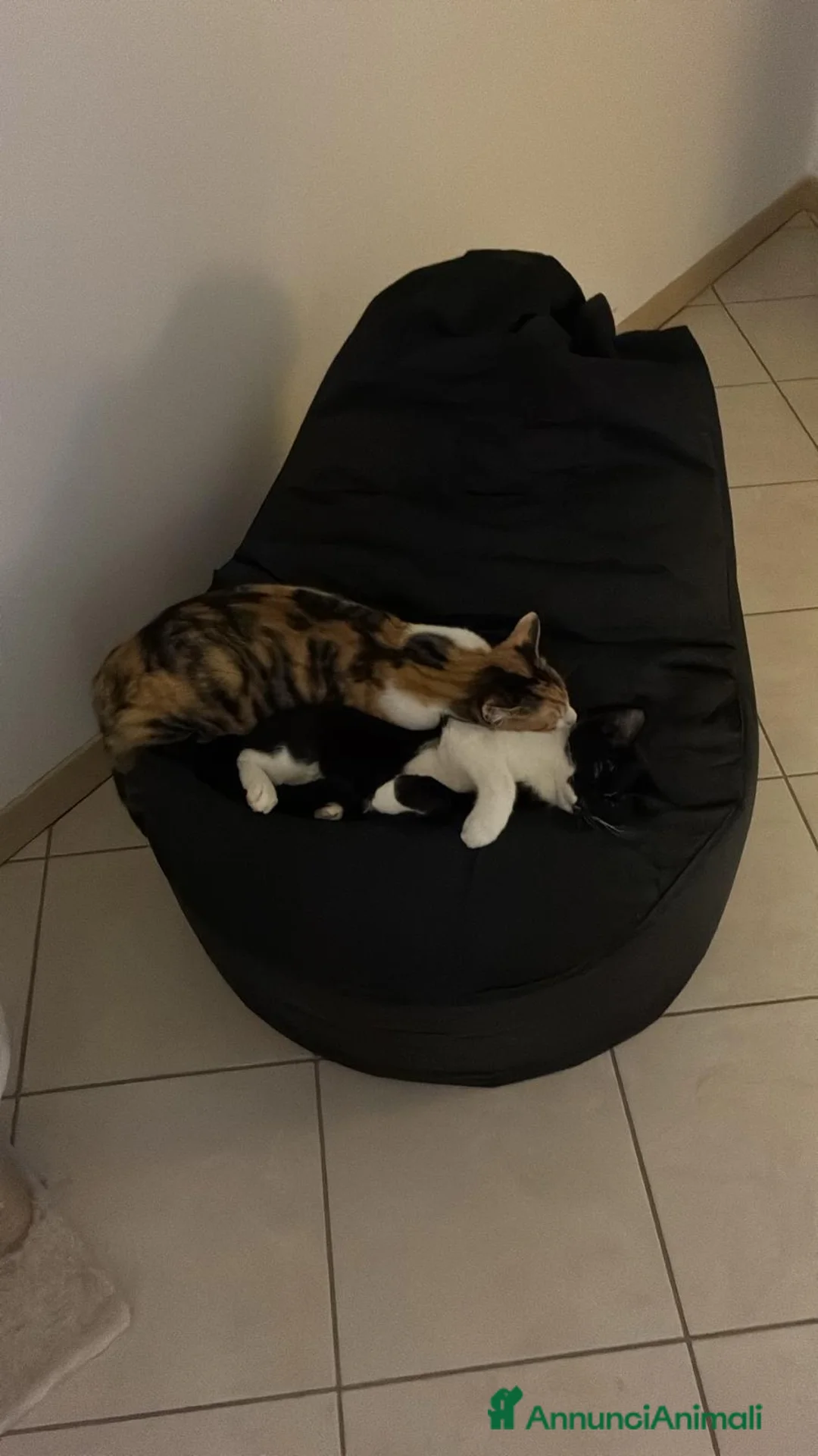 Europeo gatti in regalo: REA E KINDA - Annuncio 5