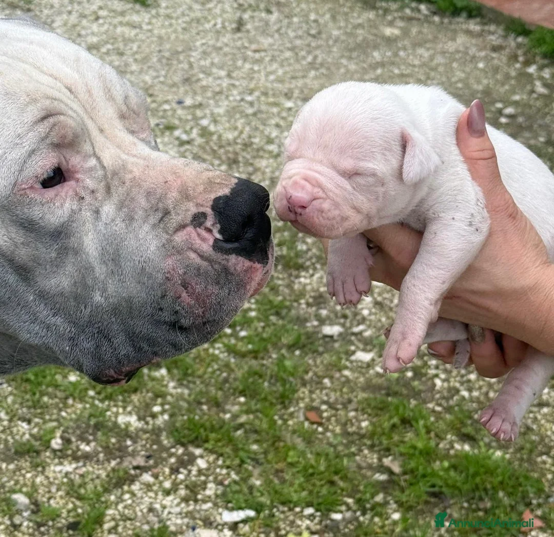 Dogo Argentino cani in vendita: Cuccioli di alta genealogia di dogo argentino  - Annuncio 10