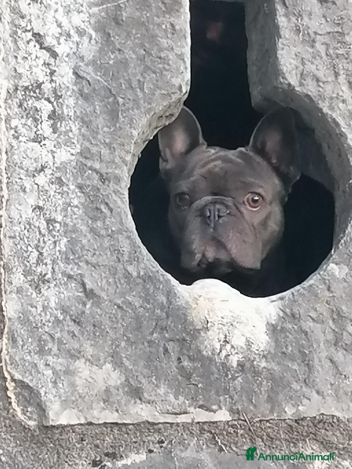 Bulldog Francese cani MONTA - Annuncio 39