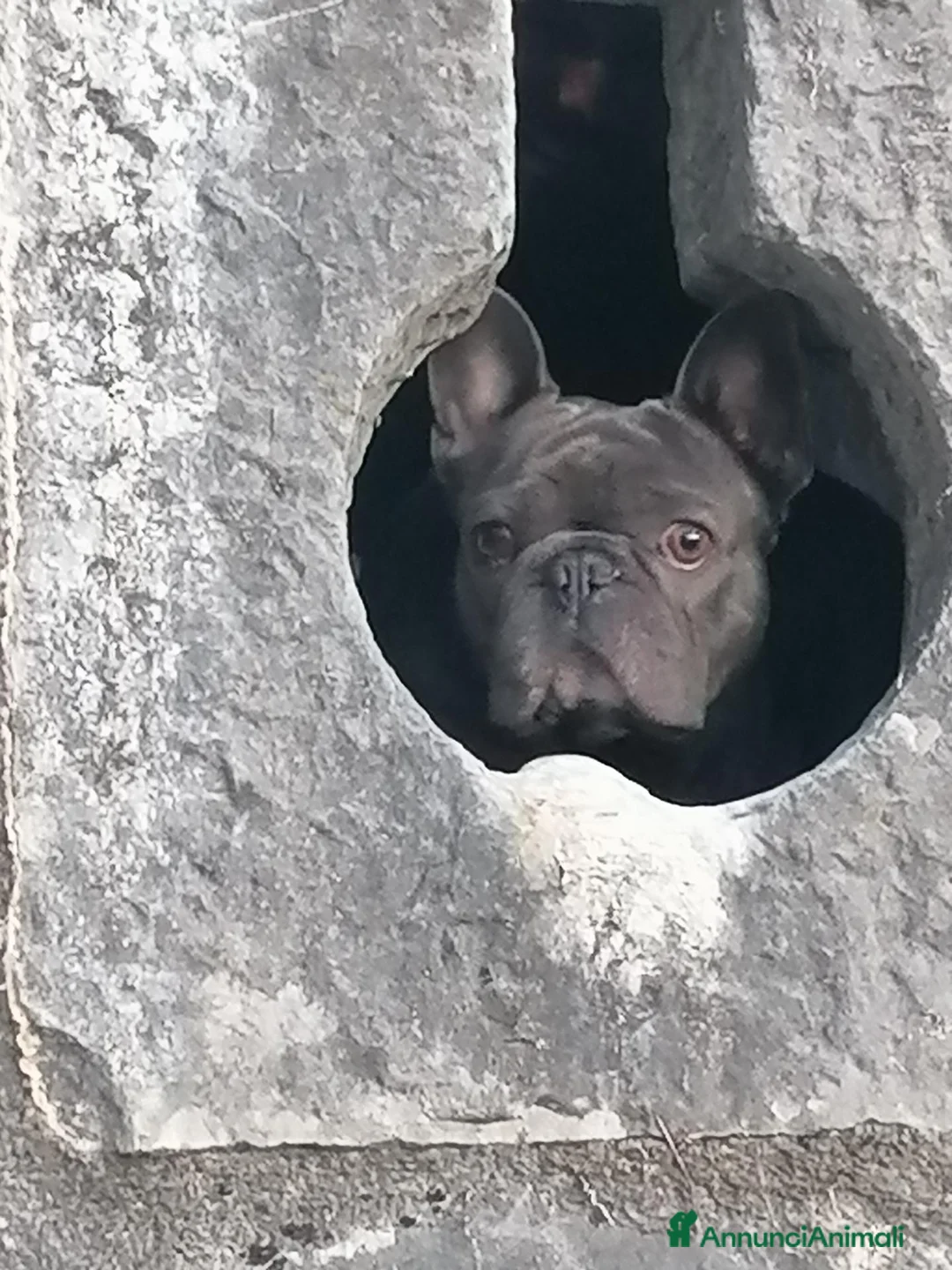 Bulldog Francese cani per accoppiamento: MONTA - Annuncio 1