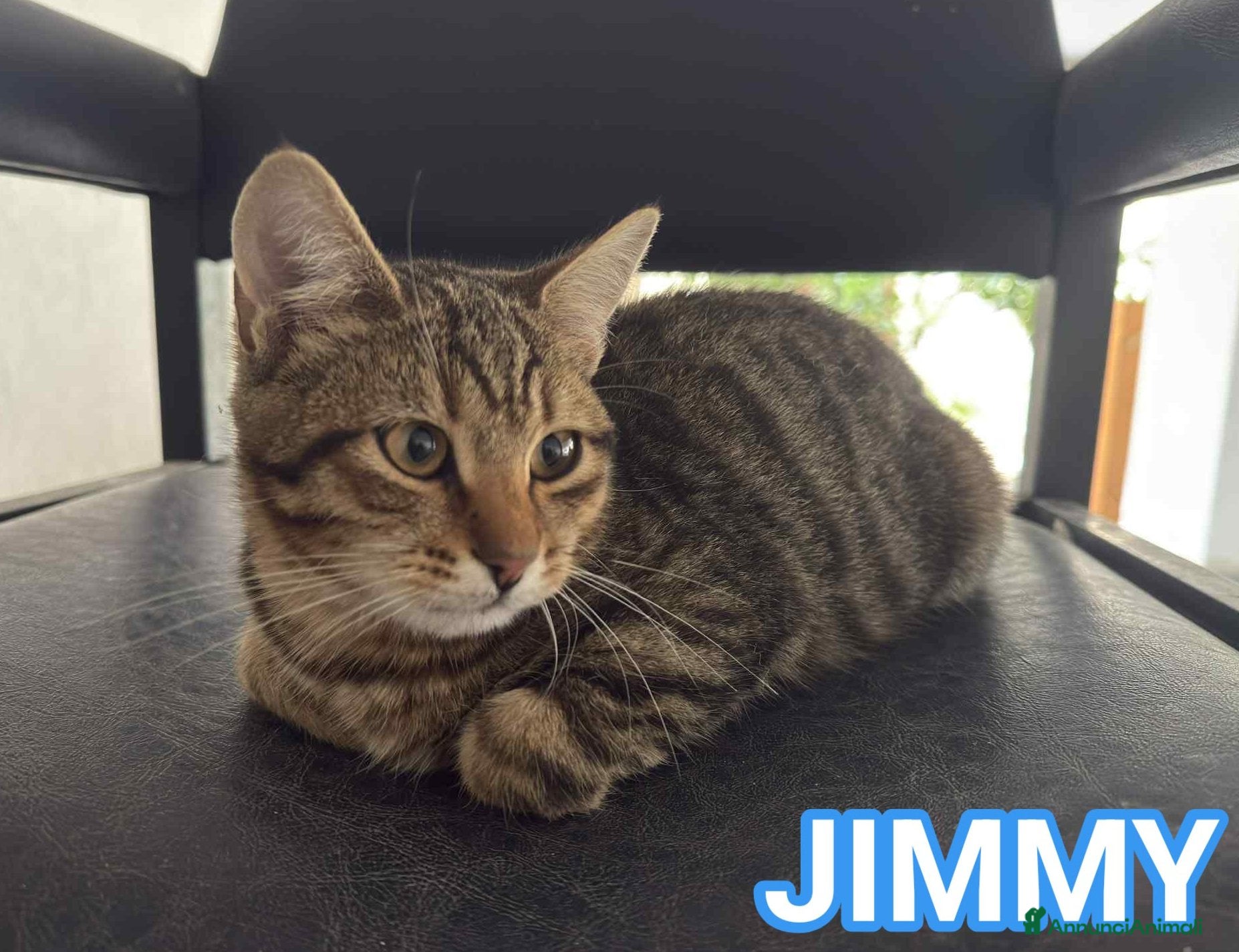 Europeo gatti JIMMY, adorabile gattino in adozione! - Annuncio 26