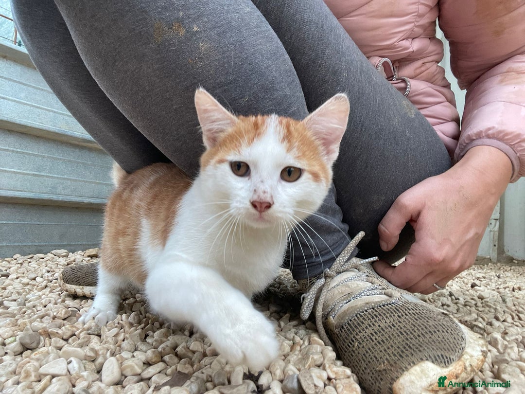 Meticcio gatti in regalo: IL DOLCISSIMO E BELLISSIMO POOH - Annuncio 6