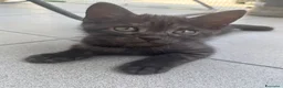 Altre razze gatti in regalo: Un gatto nero a Provincia di Brescia - Annuncio 5