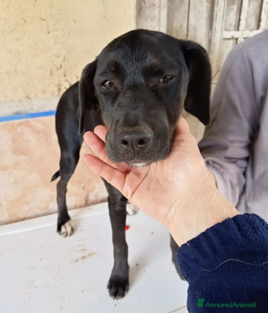 Meticcio cani in regalo: UNA MAMMA PER BLUE a Provincia di Varese - Annuncio 1