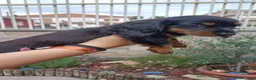 Bassotto Nano cani in vendita: Bassotto pelo lungo - Annuncio 5