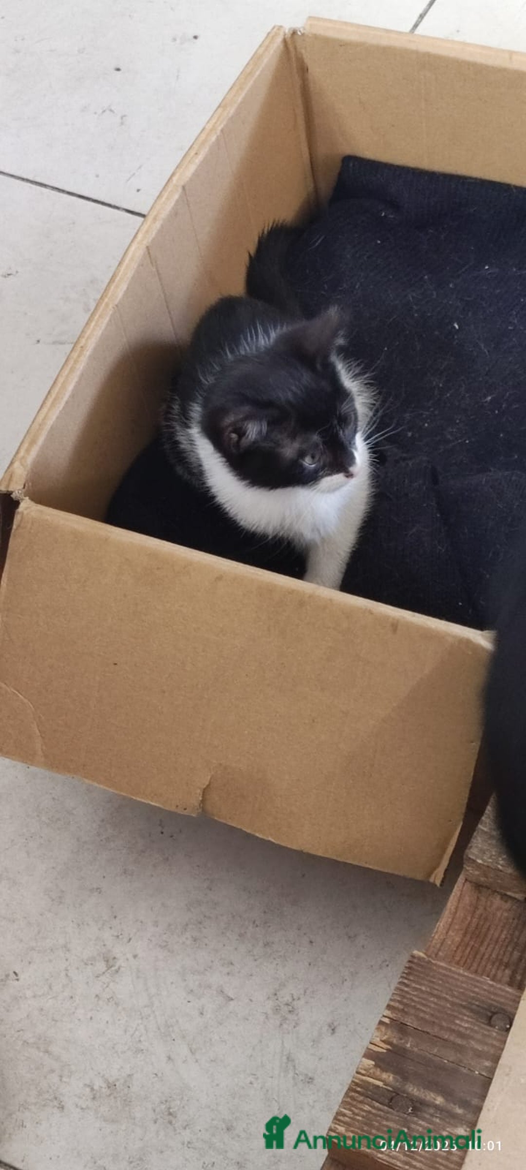 Europeo gatti in regalo: Gattino  - Annuncio 4