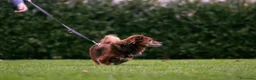 Meticcio cani in regalo: Giulio: taglia piccola, dolce e sensibile  - Annuncio 2