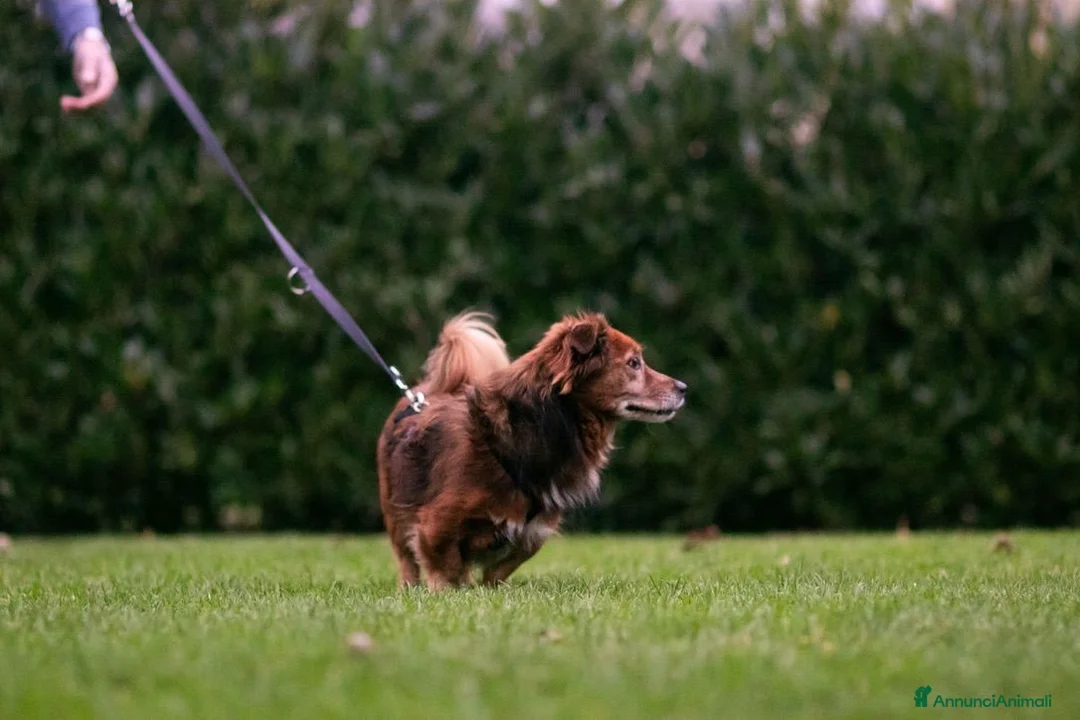Meticcio cani in regalo: Giulio: taglia piccola, dolce e sensibile  - Annuncio 2